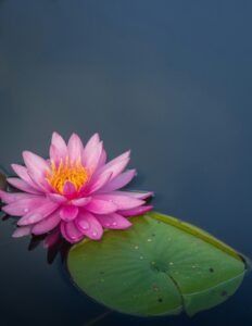 Pink water lily floating on dark water beside a green lily pad