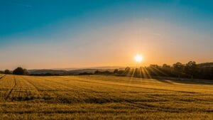 Golden wheat field at sunset with the sun low on the horizon, warm light radiating across the crop
