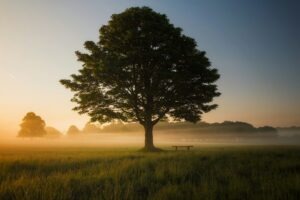 A solitary tree in a misty field at golden hour, with an empty wooden bench beneath it